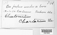 Chaetomium globosum image